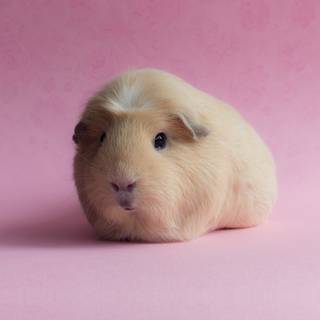 4k guinea pig wallpaper