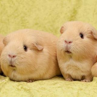 Guinea pig wallpaper