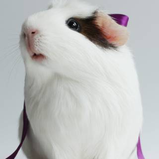 4k guinea pig wallpaper
