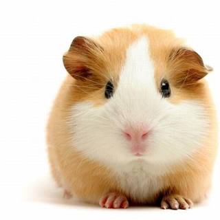 Guinea pig wallpaper