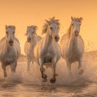 Horses 4k wallpaper