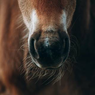 Horses 4k wallpaper