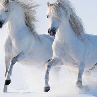 Horses 4k wallpaper
