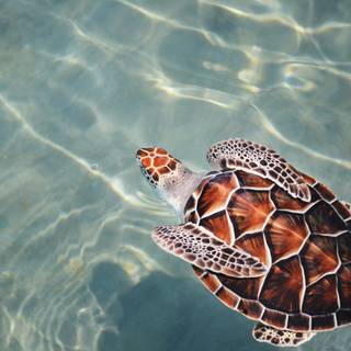 Turtle computer wallpaper