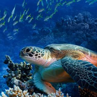 Turtle computer wallpaper