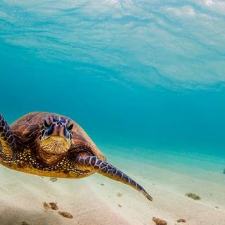 Turtle computer wallpaper