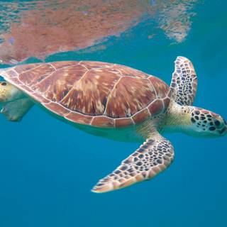 Turtle computer wallpaper