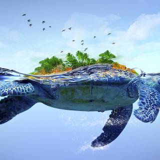 Turtle computer wallpaper