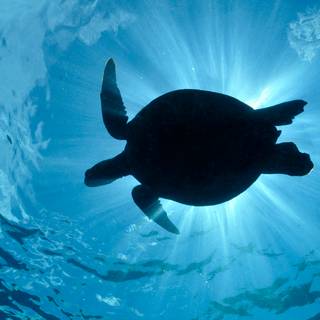 Turtle computer wallpaper