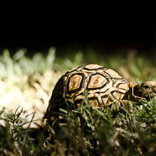 Turtle computer wallpaper