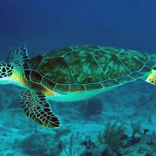 Turtle computer wallpaper