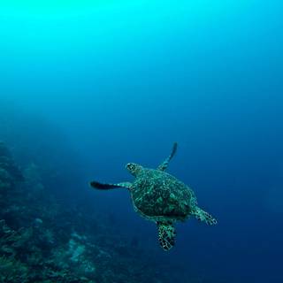 Turtle computer wallpaper