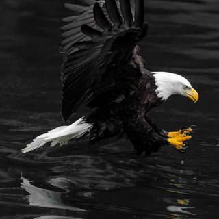 Eagle black and white wallpaper