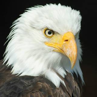 Eagle black and white wallpaper