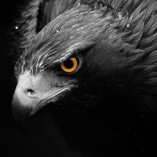 Eagle black and white wallpaper