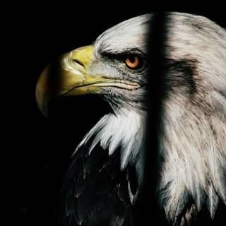 Eagle black and white wallpaper