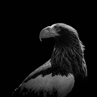 Eagle black and white wallpaper