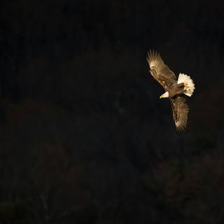 Eagle black and white wallpaper