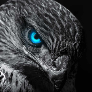 Eagle black and white wallpaper