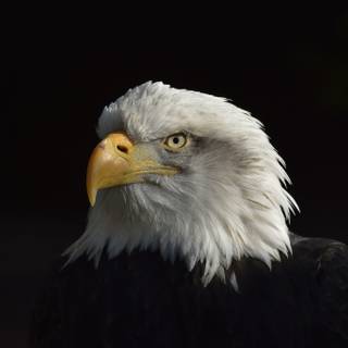 Eagle black and white wallpaper