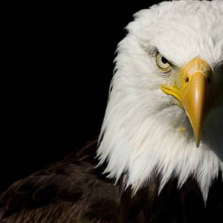 Eagle black and white wallpaper