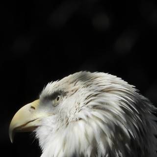 Eagle black and white wallpaper