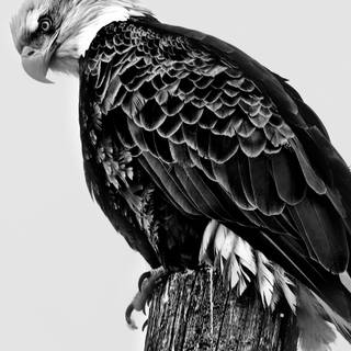 Eagle black and white wallpaper