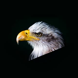 Eagle black and white wallpaper