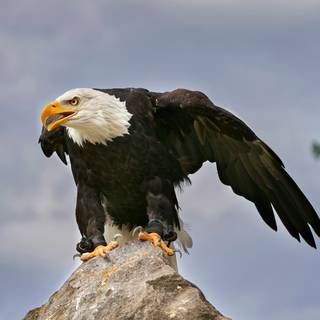 Eagle black and white wallpaper