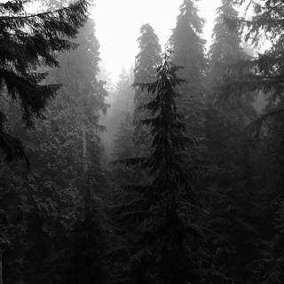 Dark tree 4k wallpaper