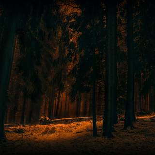 Dark tree winter wallpaper