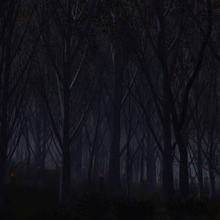 Dark tree 4k wallpaper