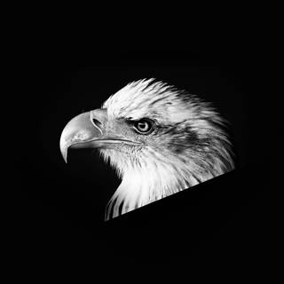 Black eagle 4k wallpaper