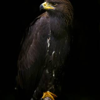 Black eagle 4k wallpaper