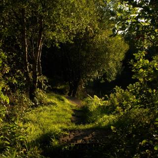 Dark tree 4k wallpaper