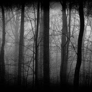 Black forest desktop wallpaper