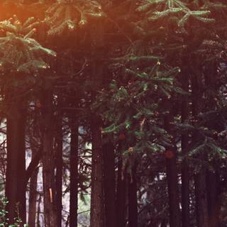 Dark tree 4k wallpaper