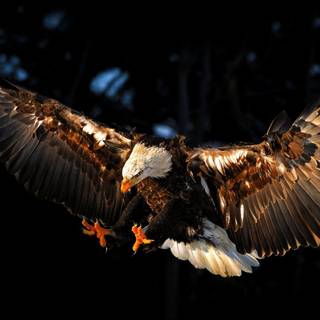 Eagle desktop dark wallpaper