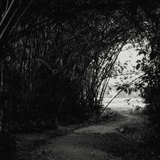 Dark tree 4k wallpaper