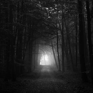 Dark forest PC wallpaper