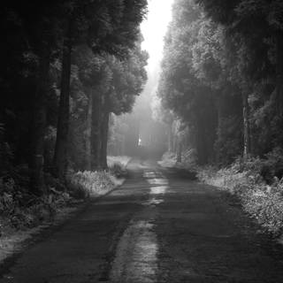 Dark tree 4k wallpaper