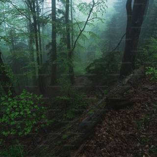 Dark tree 4k wallpaper