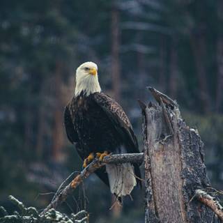 Black eagle 4k wallpaper