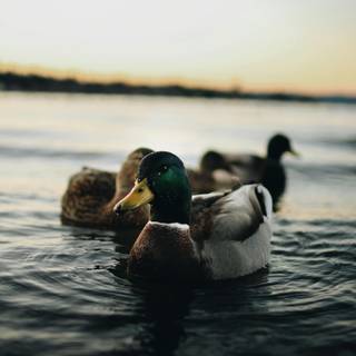Ducks 4k wallpaper