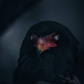 Black eagle 4k wallpaper