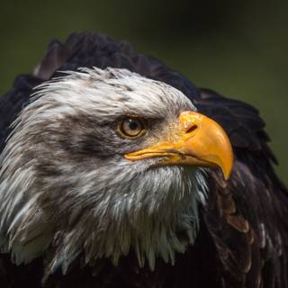 Black eagle 4k wallpaper