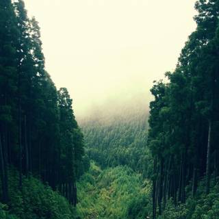 Mountain forest 4k wallpaper