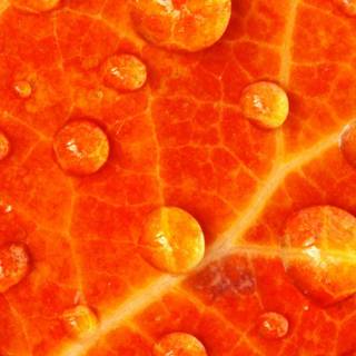 4k iPhone orange wallpaper