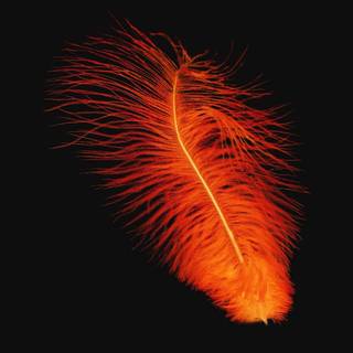 4k iPhone orange wallpaper