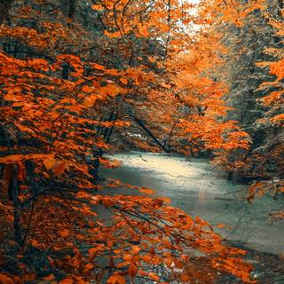 4k iPhone orange wallpaper